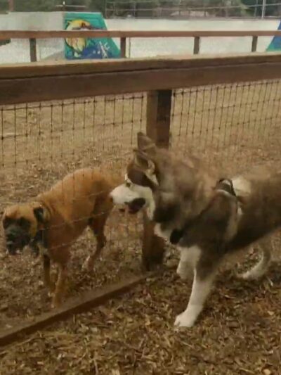 Ozzi & Josh's Dog Park - Capitola, CA
