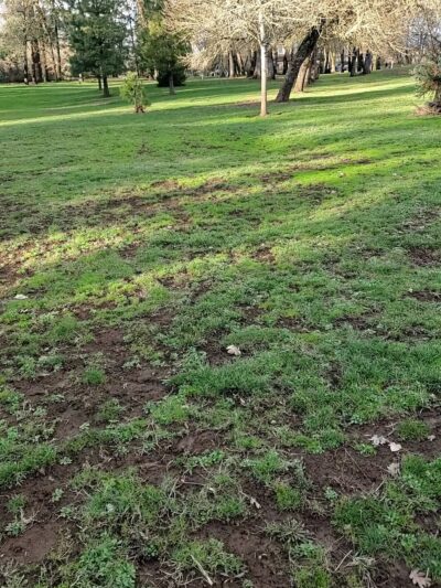 Carlton Lower Park - Carlton, OR