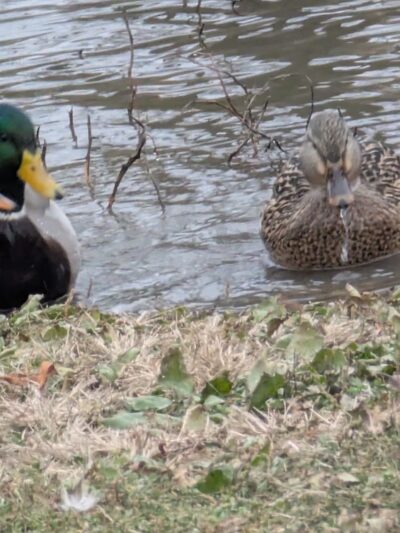 Carlyle Dog Park - Carlyle, IL