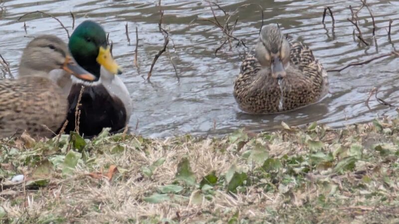 Carlyle Dog Park - Carlyle, IL