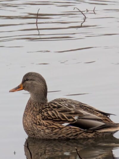 Carlyle Dog Park - Carlyle, IL
