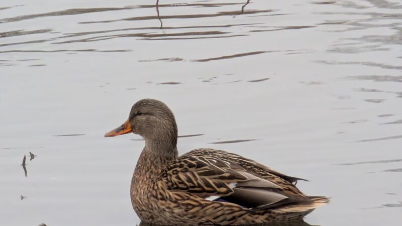 Carlyle Dog Park - Carlyle, IL