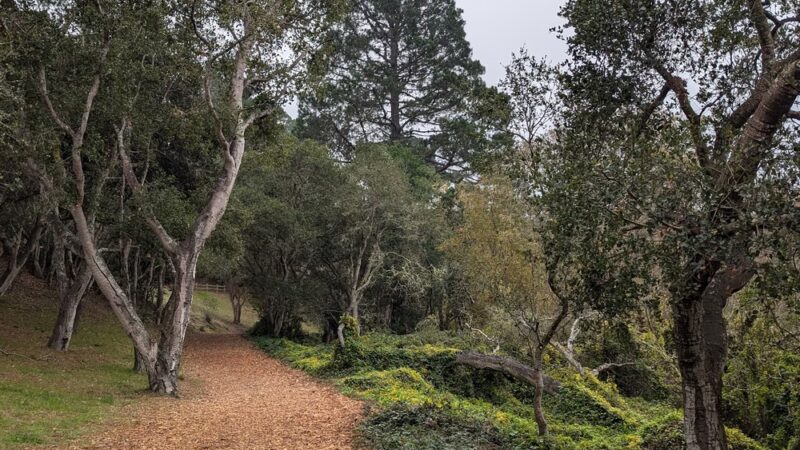 Mission Trail Park - Carmel-By-The-Sea, CA