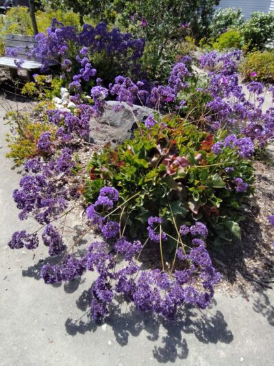 Parque Carmelo - Carmel-By-The-Sea, CA