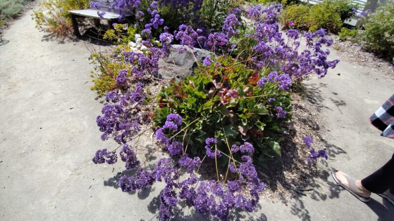 Parque Carmelo - Carmel-By-The-Sea, CA