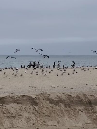 Carmel River State Beach - Carmel, CA