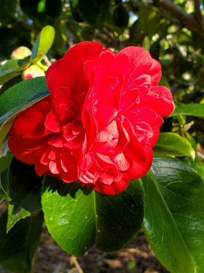 Devendorf Park - Carmel, CA