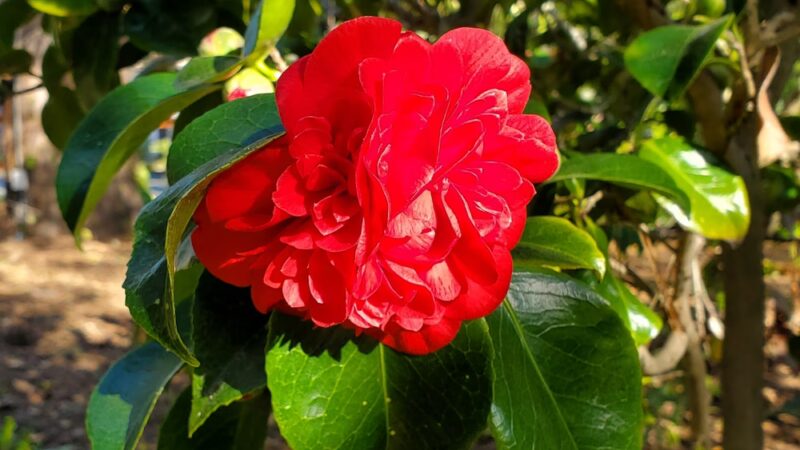 Devendorf Park - Carmel, CA