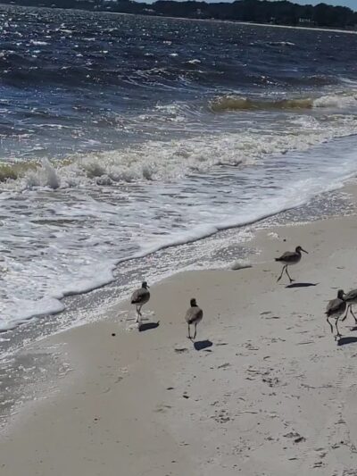 Gulf Beach Park - Carrabelle, FL