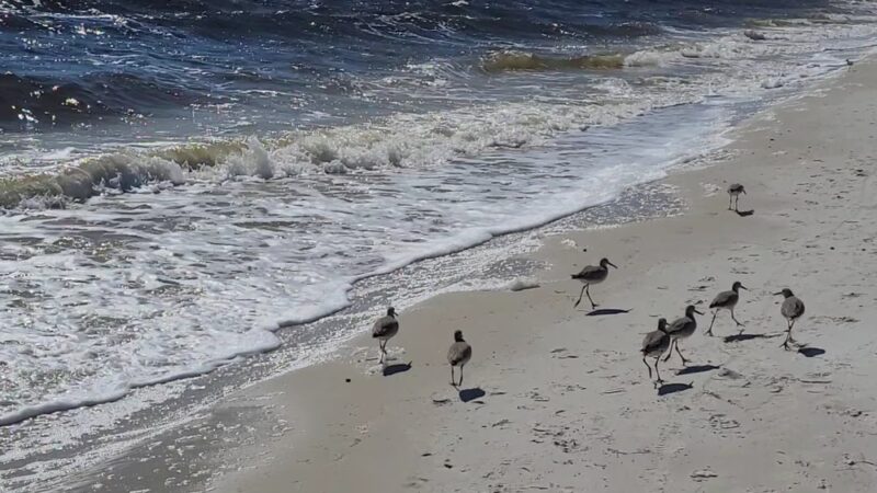 Gulf Beach Park - Carrabelle, FL