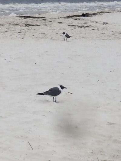 Gulf Beach Park - Carrabelle, FL