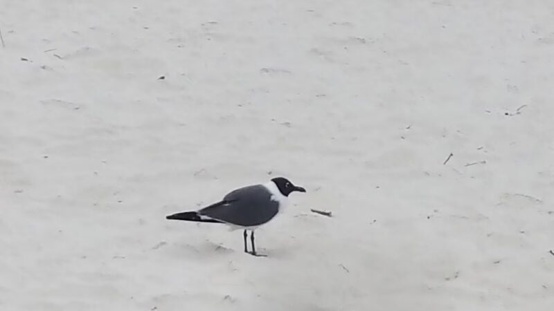 Gulf Beach Park - Carrabelle, FL