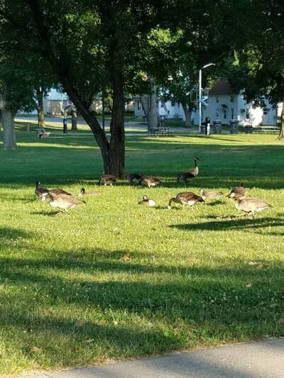 Northeast Park - Carroll, IA