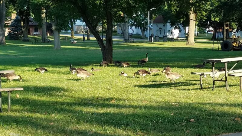 Northeast Park - Carroll, IA