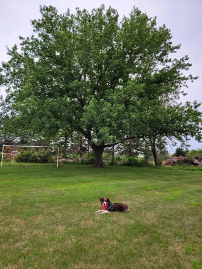 Southside Park - Carroll, IA