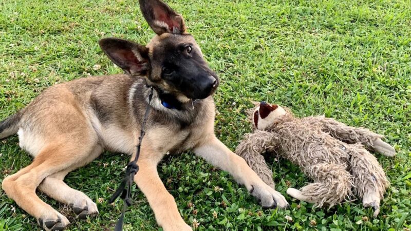 Knox Park - Carrollton, GA