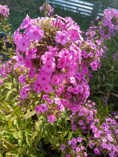 Knox Park - Carrollton, GA