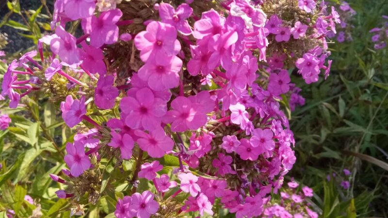 Knox Park - Carrollton, GA