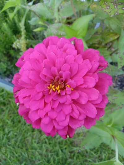 Knox Park - Carrollton, GA