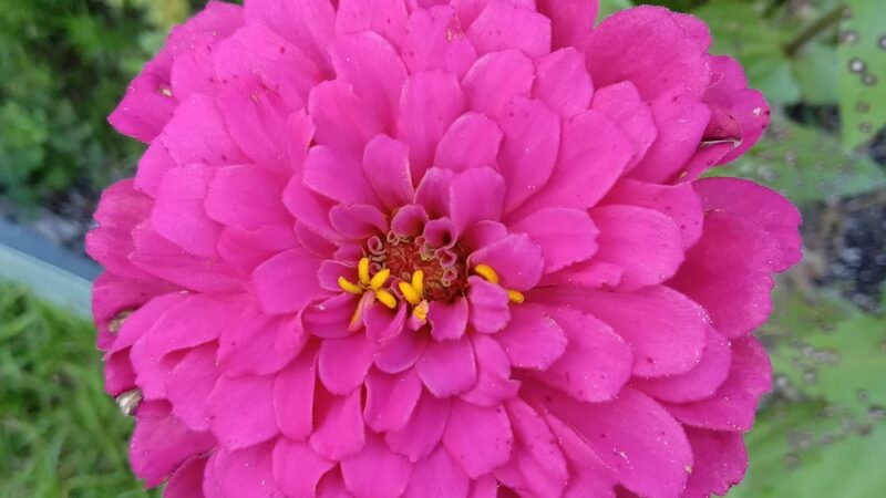 Knox Park - Carrollton, GA