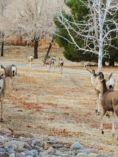 Long Ranch Park - Carson City, NV
