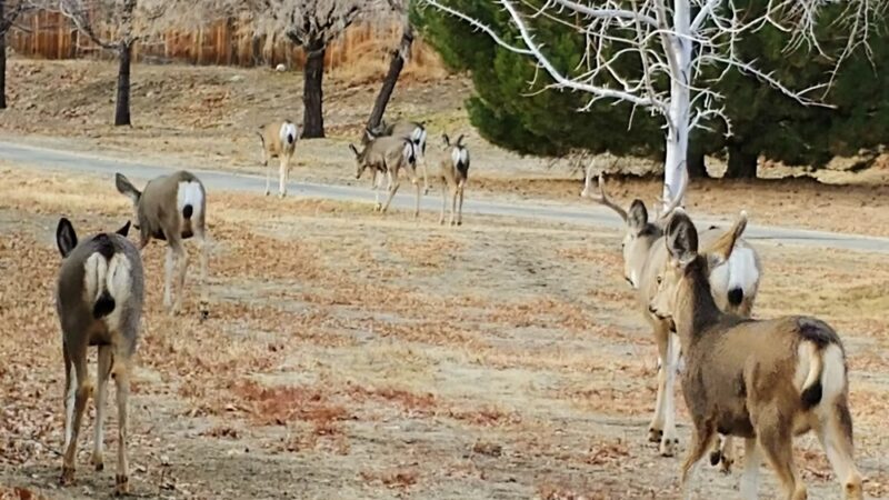 Long Ranch Park - Carson City, NV