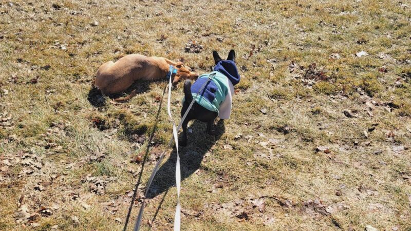 Mayor's Park - Carson City, NV