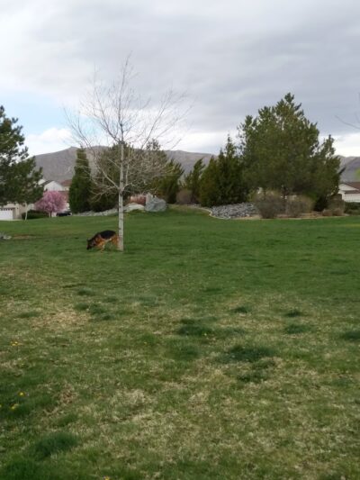 Steinheimer Park - Carson City, NV