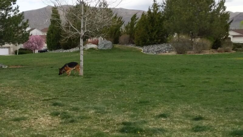 Steinheimer Park - Carson City, NV