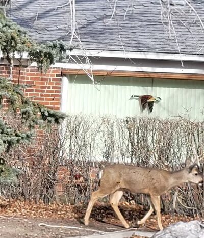 Treadway Park - Carson City, NV