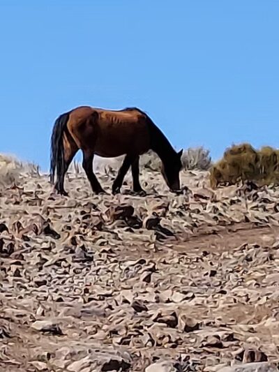 Wild Horse Trail - Carson City, NV