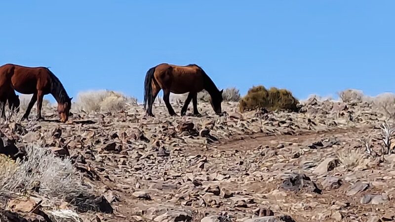 Wild Horse Trail - Carson City, NV