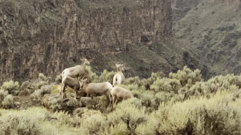 Rio Grande Gorge Rim Trail - South Trailhead - Carson, NM