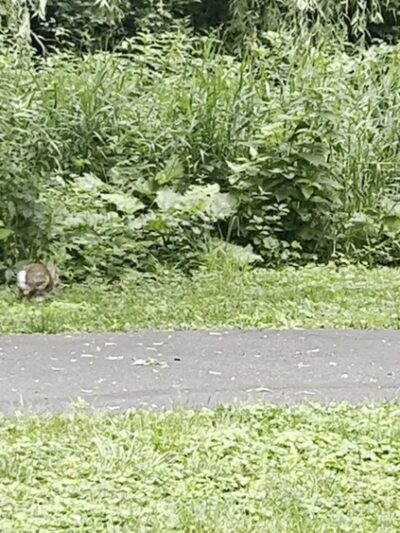 Hickory Grove Highlands Conservation Area - Cary, IL