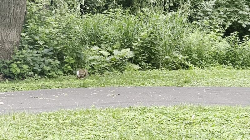Hickory Grove Highlands Conservation Area - Cary, IL