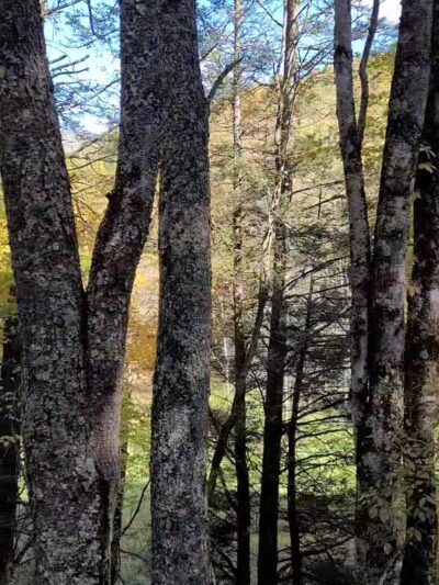 Cass Scenic Railroad State Park - Cass, WV