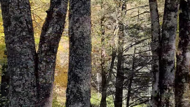 Cass Scenic Railroad State Park - Cass, WV