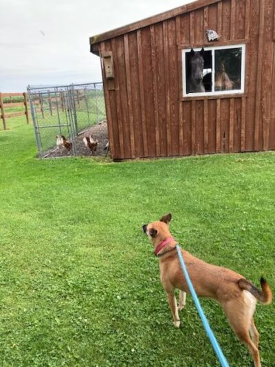 Countryside Kennels - Castile, NY