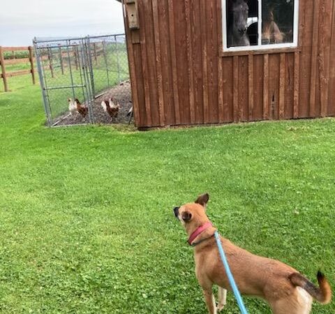 Countryside Kennels - Castile, NY