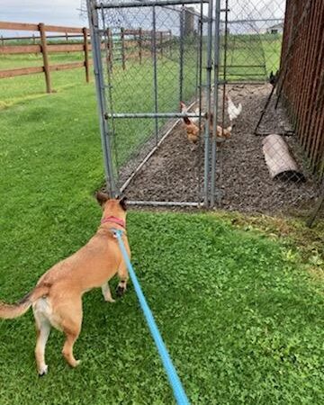 Countryside Kennels - Castile, NY