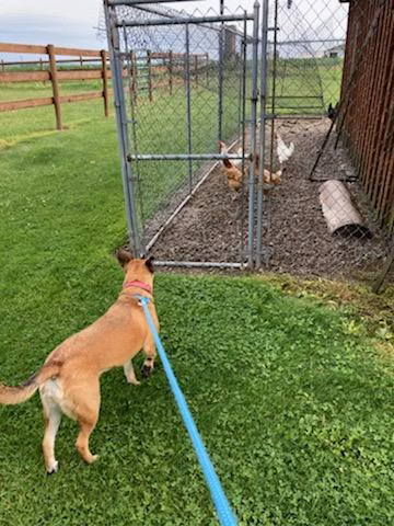 Countryside Kennels - Castile, NY