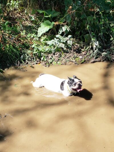 Countryside Kennels - Castile, NY