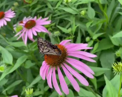 Humphrey Nature Center - Castile, NY