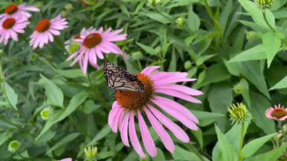 Humphrey Nature Center - Castile, NY