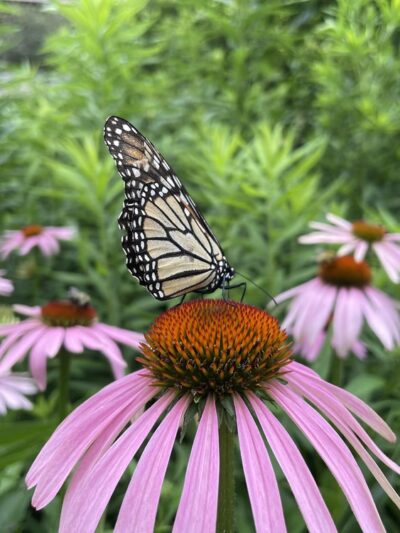 Humphrey Nature Center - Castile, NY