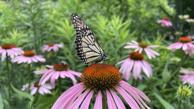 Humphrey Nature Center - Castile, NY