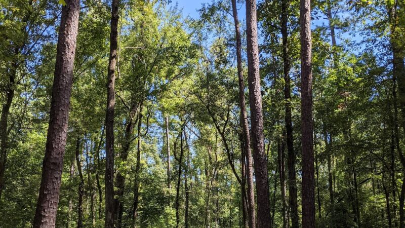 Northern Regional Park - Castle Hayne, NC