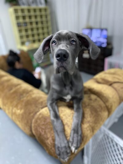 Heart of Texas Dog Ranch - Castroville, TX
