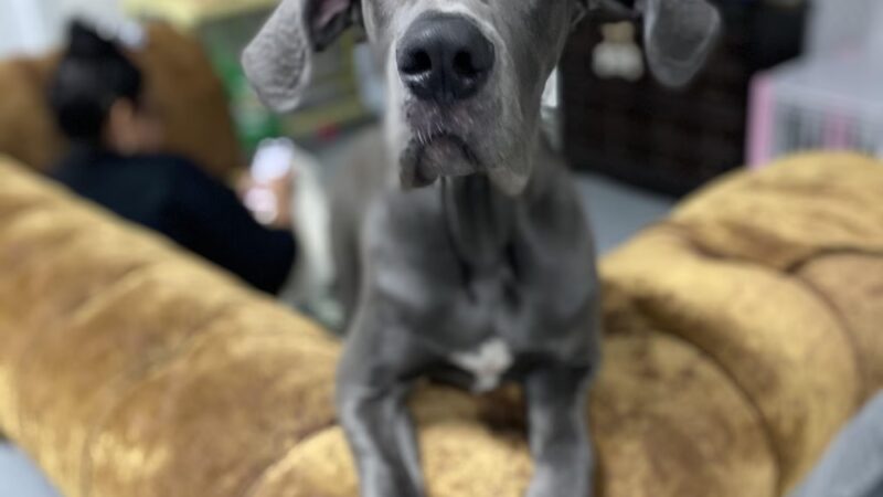 Heart of Texas Dog Ranch - Castroville, TX