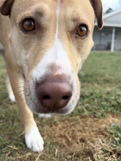 Heart of Texas Dog Ranch - Castroville, TX